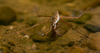 Water Striders